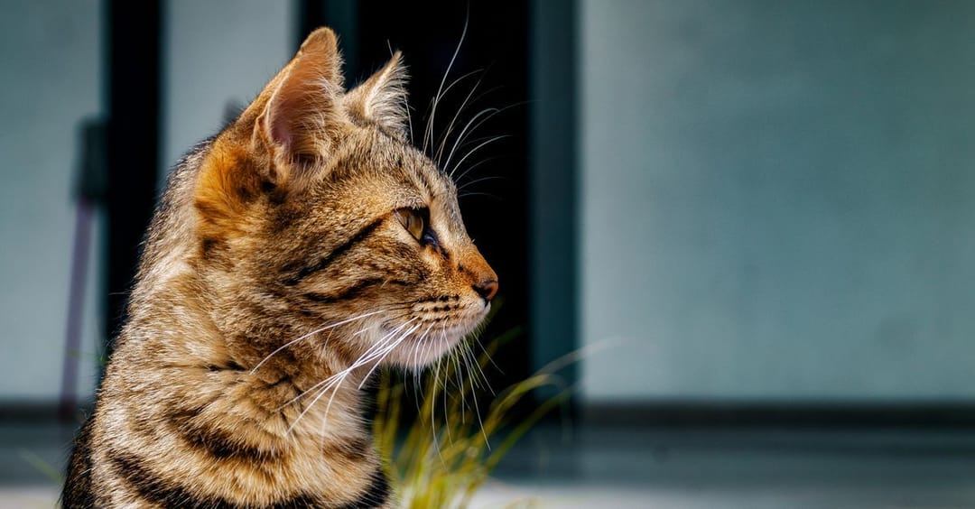 Apache Tomcat-lek voor remote code execution wordt actief misbruikt